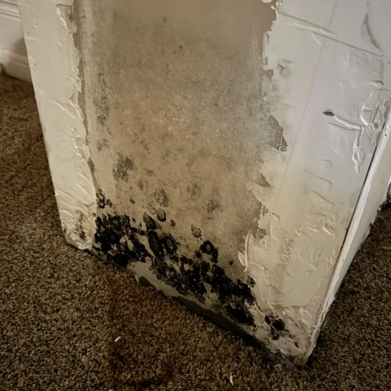 Professional Mold Removal in Connellsville, PA